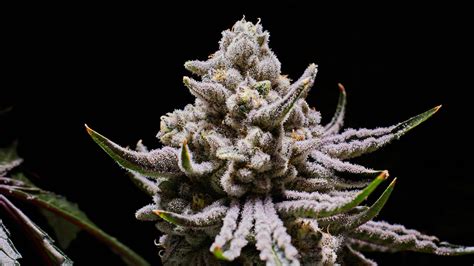 Indica vs. sativa: Science suggests there’s not actually